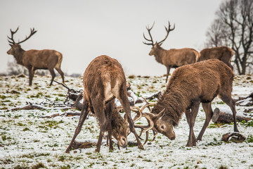Fighting deers in winter forest.