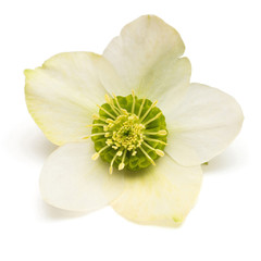 Flower hellebore isolated on white background. Flat lay, top view