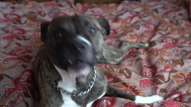 An amstaff dog yawning