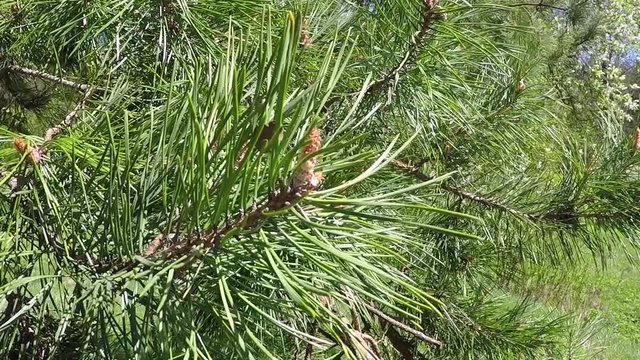 Young shoots of pine and juicy greens needles. Sunny day. A light spring wind shakes the branches of the tree.