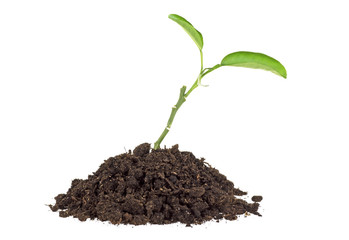 Seedling green plant isolated on a white background
