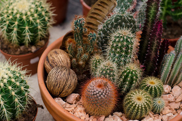 Fototapeta premium Cactus in shop-window