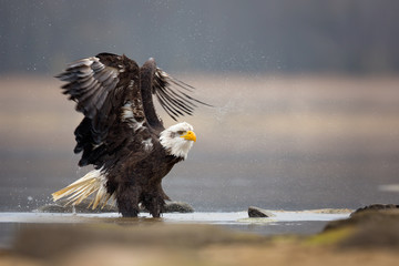  Bald eagle