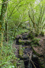 Fototapeta premium Spring with small stone pond covered with fallen leaves and moss in a typical Atlantic oak forest with many ferns