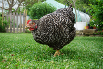 Poule grise picorant dans le gazon
