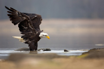  Bald eagle