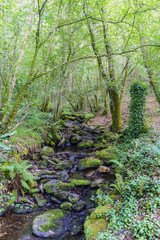 small river with many stones with moss, in an oak forest with the ground covered with fallen leaves and ivy in Galicia, Spain. Zone very wooded and very green.