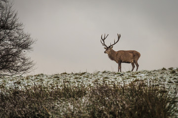Portrait of majestic powerful adult red deer stag in winter forest.