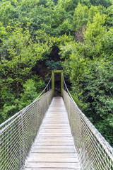 Suspension bridge of rope and wood on the river Eume in a very leafy forest. Zone very wooded and very green.