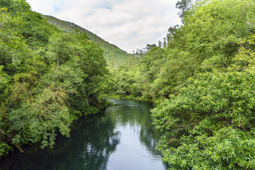 Fototapeta na wymiar Aerial image of the river Eume in Galicia, Spain, with a very calm stream and tree-lined banks. Zone very wooded and very green.