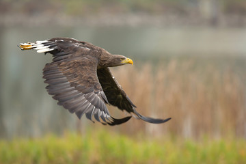 White-tailed eagle