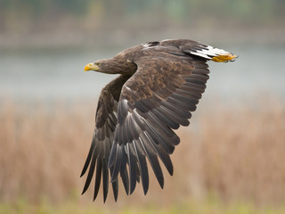 White-tailed eagle
