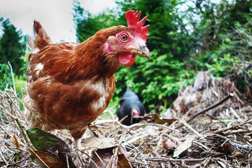 Poule rousse grattant le sol