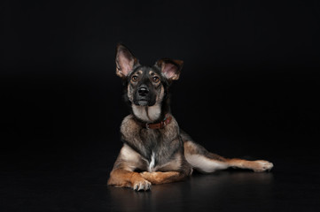 mixed breed dog lies on the black background