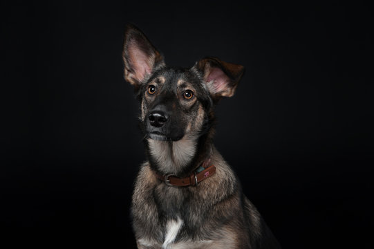 portrait of a mixed breed dog on the dlack background