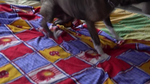 Amstaff Dog Rolling On The Bed