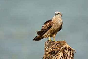 Booted eagle
