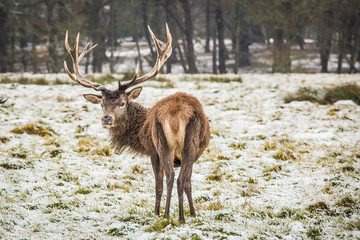 Portrait of majestic powerful adult red deer stag in winter forest.
