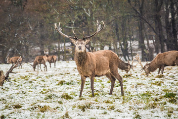 Portrait of majestic powerful adult red deer stag in winter forest.
