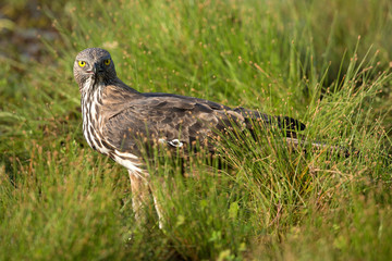 Changeable hawk-eagle