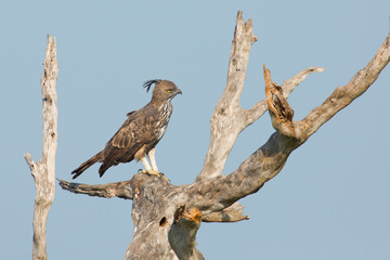 Changeable hawk-eagle