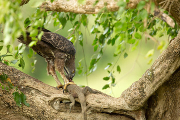 Changeable hawk-eagle