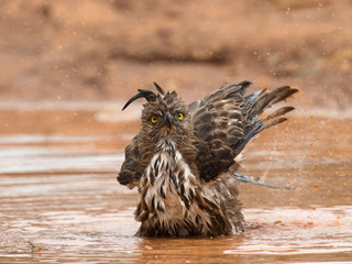 Changeable hawk-eagle