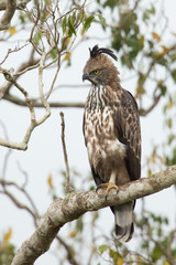 Changeable hawk-eagle