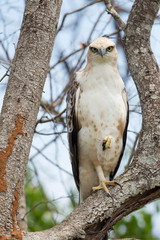 Changeable hawk-eagle