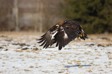 Golden eagle