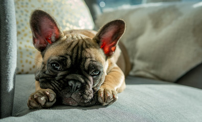 French bulldog laying down on grey armchair with face between paws