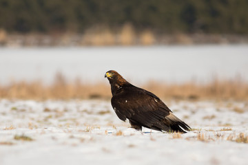 Golden eagle