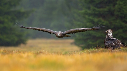 Golden eagle