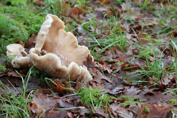 großer Pilz am Wegesrand