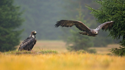 Golden eagle