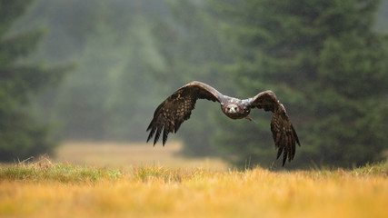 Golden eagle
