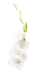 Beautiful fashionable gladiolus flower isolated on white background. Wedding bouquet of the bride