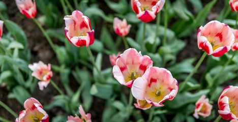 Fototapeta na wymiar Tulips in bloom outside