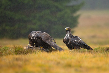 Golden eagle