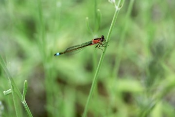 Libelle 2