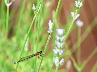 Libelle