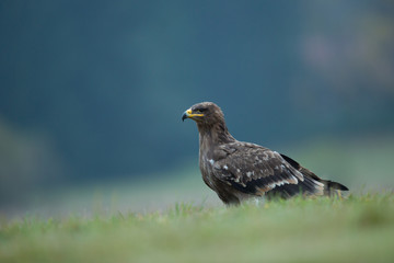 Steppe eagle