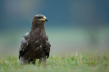 Steppe eagle