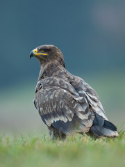 Steppe eagle