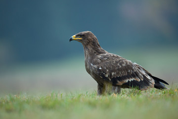 Steppe eagle