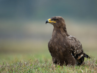 Steppe eagle