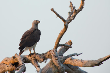 Grey-headed Fish-eagle