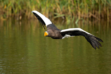 Steller's sea eagle