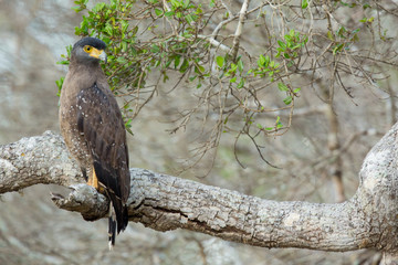 Crested serpent eagle