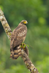 Crested serpent eagle